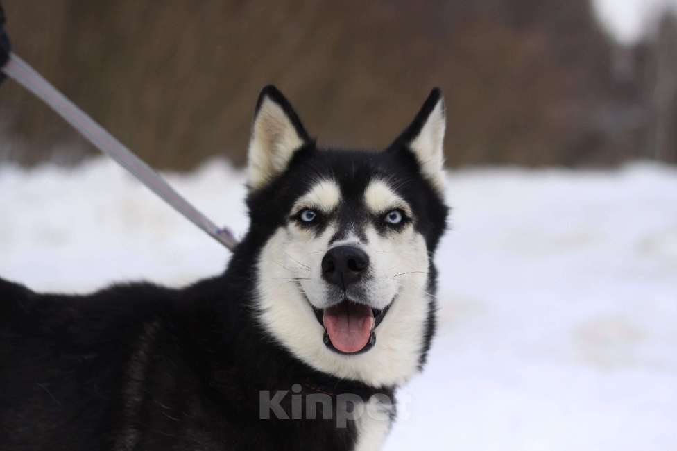 Собаки в Балашихе: Дружелюбная Виста Девочка, Бесплатно - фото 5