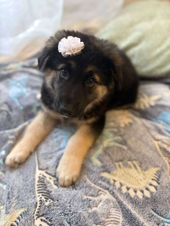 Собаки в Москве: Щенок в добрые руки Девочка, Бесплатно - фото 1