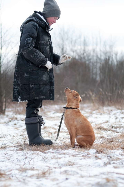 Собаки в Ногинске: Молодая собака Тайса ищет дом. Девочка, Бесплатно - фото 5