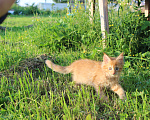 Кошки в Москве: Рыжий котенок полидакт Девочка, 35 000 руб. - фото 5