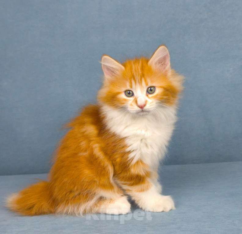 Кошки в Егорьевске: Курильский бобтейл Девочка, 60 000 руб. - фото 1