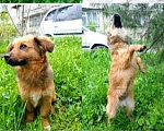 Собаки в Краснодаре: Рыжик Мальчик, 1 руб. - фото 3