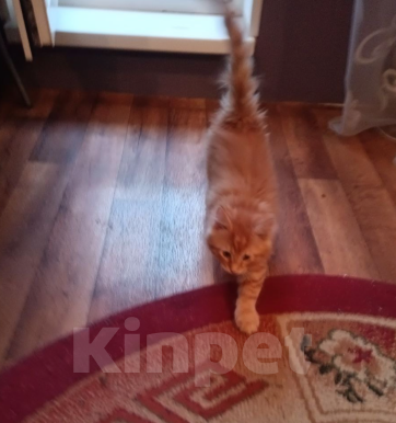 Кошки в Перми: Продам котенка породы Мейн-Кун Мальчик, 10 000 руб. - фото 4