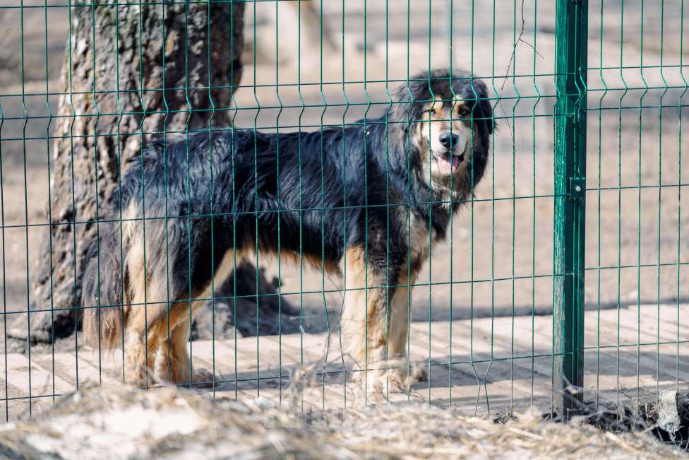 Собаки в Москве: Породистый банхар Баха ищет дом Мальчик, Бесплатно - фото 4