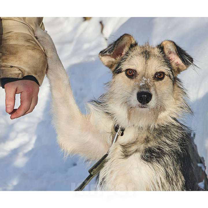 Собаки в Москве: Красотка Динка ищет семью Девочка, 10 руб. - фото 8