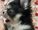 Собаки в Ростове-на-Дону: Девочка чихуахуа Девочка, 50 000 руб. - фото 5