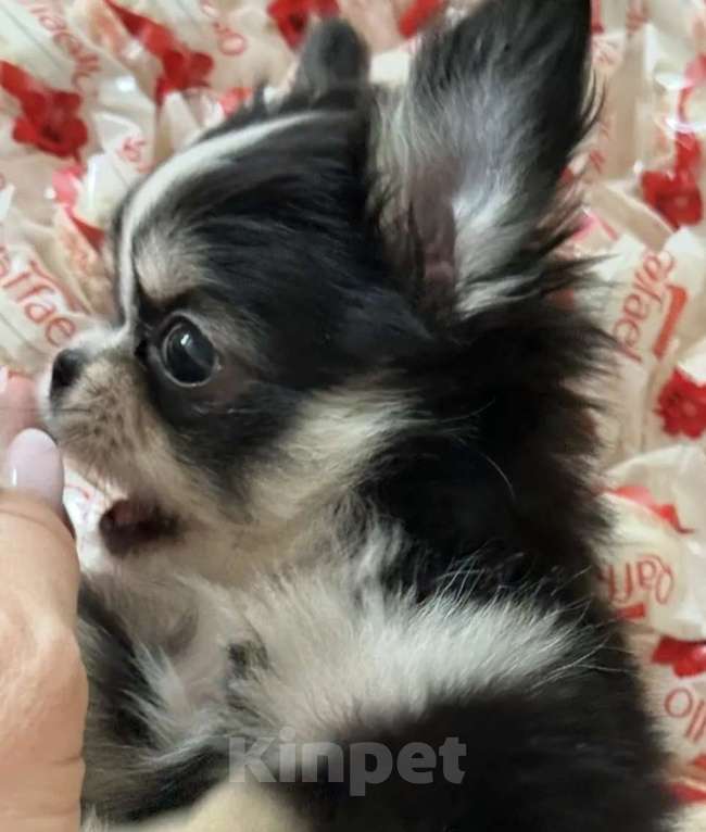 Собаки в Ростове-на-Дону: Девочка чихуахуа Девочка, 50 000 руб. - фото 5