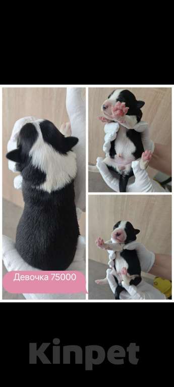 Собаки в Красногорске: Щенки Бордер Колли.РКФ Разнополые, 50 000 руб. - фото 6