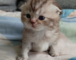 Кошки в Санкт-Петербурге: Шотландские котята Мальчик, Бесплатно - фото 9