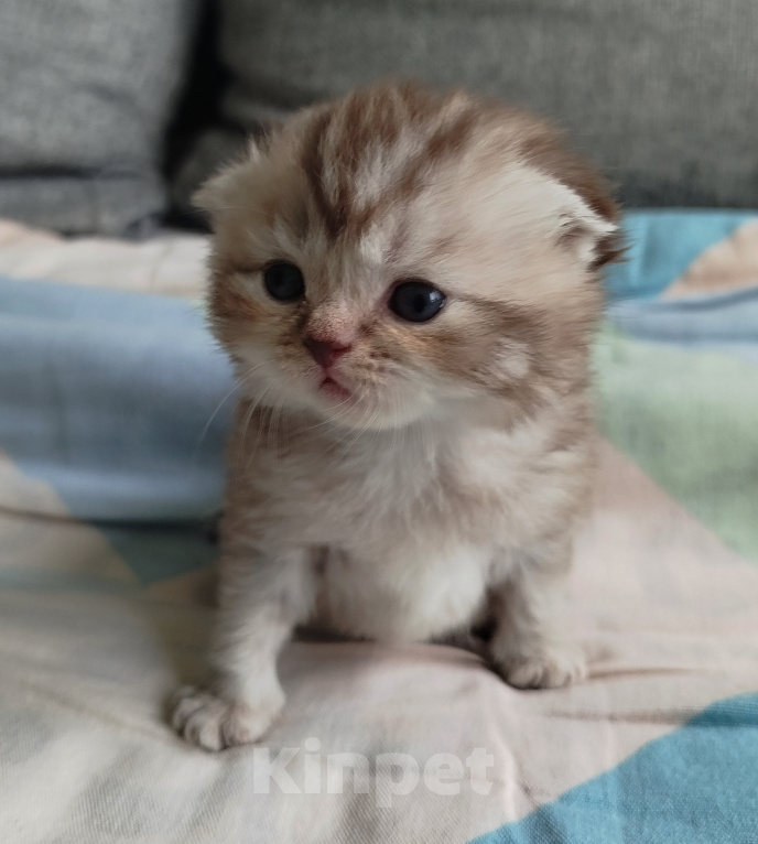 Кошки в Санкт-Петербурге: Шотландские котята Мальчик, Бесплатно - фото 9