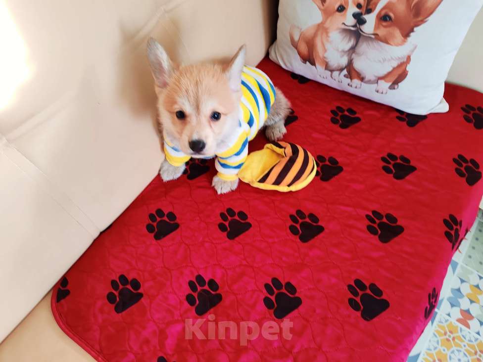 Собаки в Москве: Щенки вельш корги пемброк Девочка, 30 000 руб. - фото 2