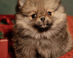Собаки в Челябинске: Померанский шпиц  Девочка, Бесплатно - фото 4