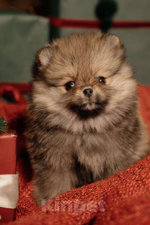 Собаки в Челябинске: Померанский шпиц  Девочка, Бесплатно - фото 4
