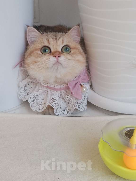 Кошки в Москве: Британская девочка золотая шиншила Девочка, 60 000 руб. - фото 5