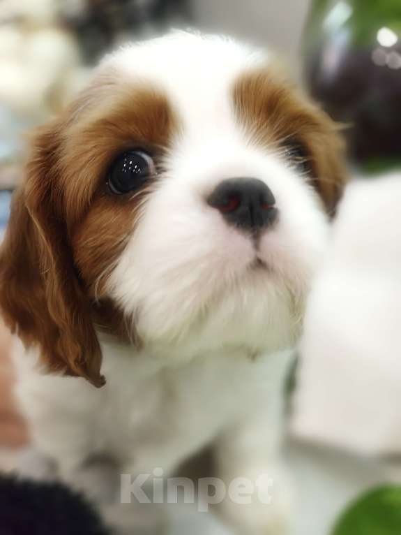 Собаки в Санкт-Петербурге: Звёздные малыши ,жемчужинки Питера. Мальчик, Бесплатно - фото 6