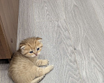 Кошки в Подольске: Шотландские и британские котята Девочка, Бесплатно - фото 4