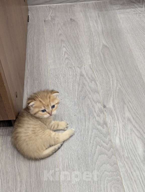 Кошки в Подольске: Шотландские и британские котята Девочка, Бесплатно - фото 4