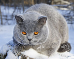 Кошки в Вологде: Британский голубой котенок Мальчик, 40 000 руб. - фото 3