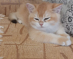 Кошки в Махачкале: Золотой мальчик  Мальчик, 35 000 руб. - фото 3