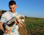 Собаки в Краснодаре: Вельш корги кардиган  Мальчик, Бесплатно - фото 3