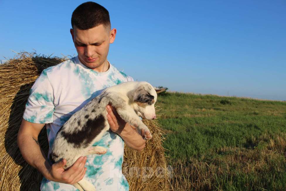 Собаки в Краснодаре: Вельш корги кардиган  Мальчик, Бесплатно - фото 3
