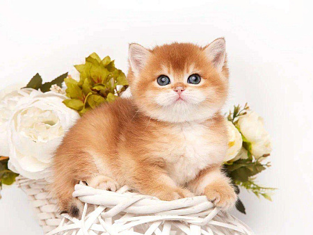 Британская золотая корона