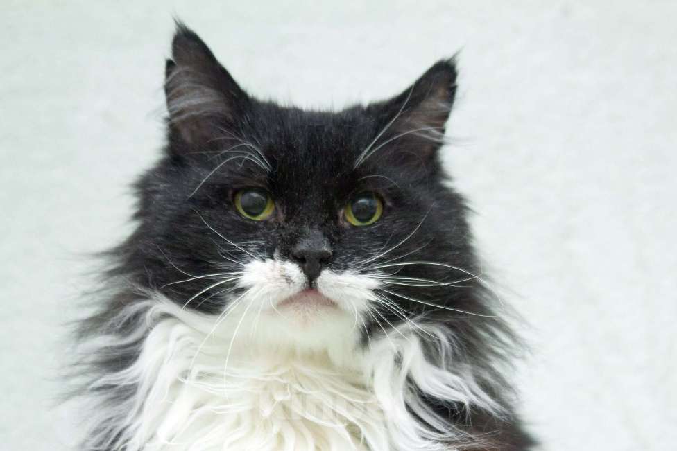 Кошки в Москве: И днем и ночью кот учёный… Мудрый кот в дар Мальчик, 1 руб. - фото 1