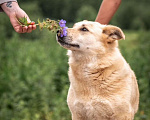 Собаки в других городах Владимирской области: Красивая коротколапая собака в добрые руки бесплатно Девочка, Бесплатно - фото 2