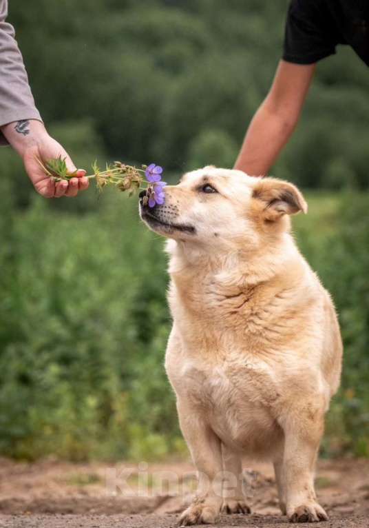 Собаки в других городах Владимирской области: Красивая коротколапая собака в добрые руки бесплатно Девочка, Бесплатно - фото 2