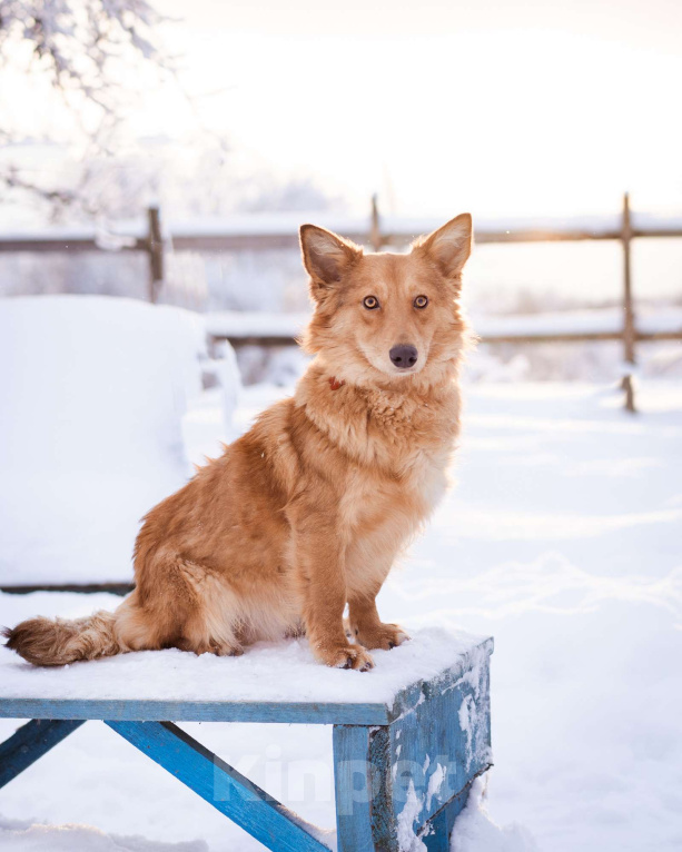 Собаки в Москве: Метис таксы в добрые руки Мальчик, Бесплатно - фото 3