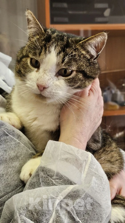 Кошки в Москве: Очень обстоятельный котик Борис ищет семью Мальчик, Бесплатно - фото 5