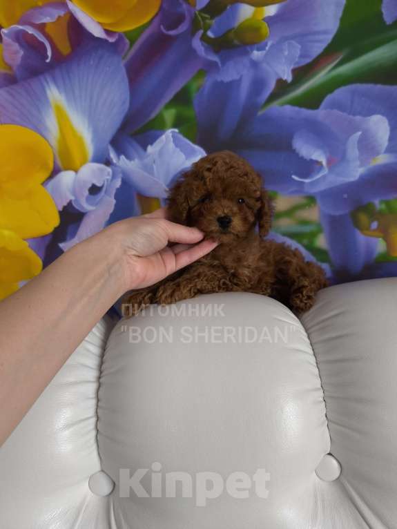 Собаки в Пушкино: Мини мальчик пудель тикап Мальчик, 130 000 руб. - фото 2