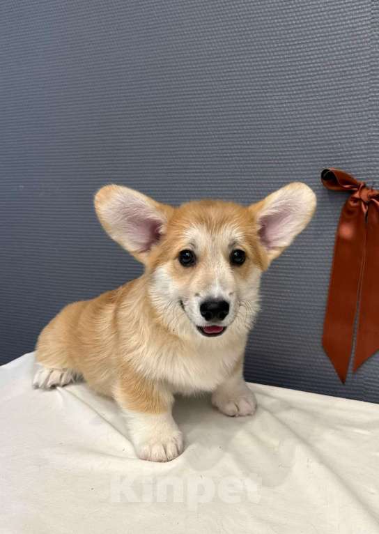 Собаки в Кургане: Щенок вельш корги пемброк, кобель Мальчик, 40 000 руб. - фото 1