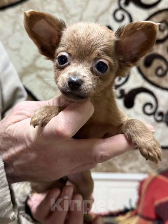 Собаки в Жуковском: Мини девочка той терьера Девочка, 45 000 руб. - фото 1