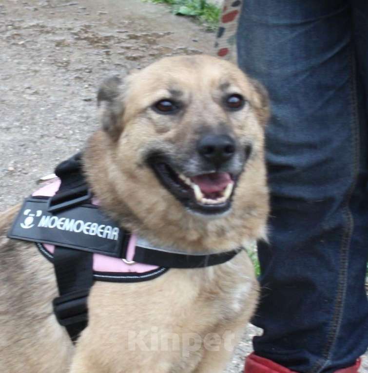 Собаки в Москве: Добрая, ласковая собака Лада всю жизнь ждет своего родного ЧЕЛОВЕКА! Девочка, Бесплатно - фото 2