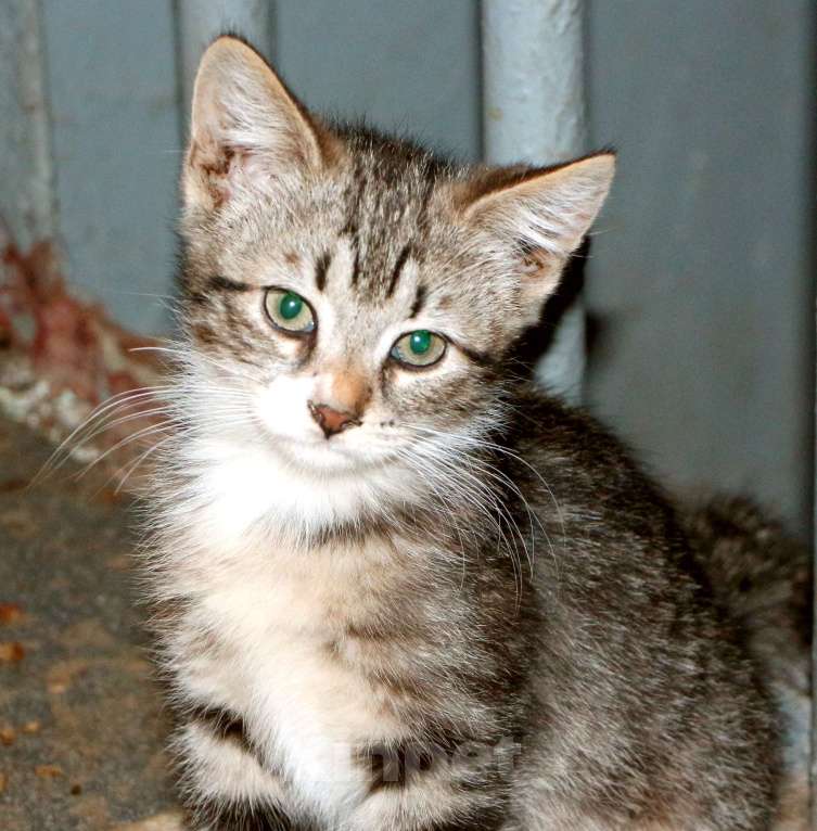 Кошки в Санкт-Петербурге: Кошечка и котенок ищут дом или передержку Девочка, Бесплатно - фото 2