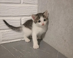 Кошки в Самаре: Котята в добрые руки Девочка, Бесплатно - фото 1