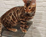 Кошки в Лыткарино: Бенгальский котенок мальчик Лео с документами  Мальчик, 30 000 руб. - фото 1