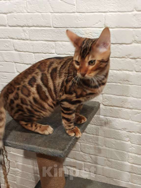 Кошки в Лыткарино: Бенгальский котенок мальчик Лео с документами  Мальчик, 30 000 руб. - фото 1