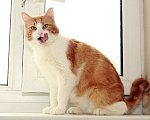 Кошки в Москве: Рыжий Рудик. Ласковый котик в добрые руки. Мальчик, Бесплатно - фото 5