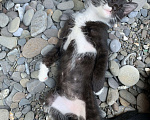 Кошки в Краснодаре: Котёнок  Мальчик, 10 руб. - фото 2