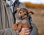 Собаки в Москве: Щенки коротколапики от маленькой собачки, 1 руб. - фото 5