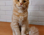 Кошки в Москве: сибирские котята Мальчик, 25 000 руб. - фото 1