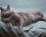 Кошки в Москве: Красивая кошка Лянка в добрые руки Девочка, 100 руб. - фото 5