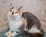Кошки в Москве: Голубо-кремовая трехцветная кошка в добрые руки Девочка, Бесплатно - фото 7