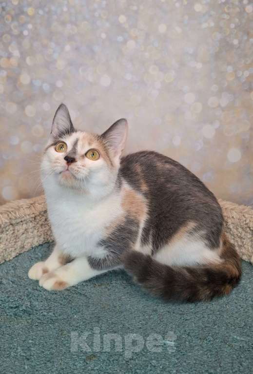 Кошки в Москве: Голубо-кремовая трехцветная кошка в добрые руки Девочка, Бесплатно - фото 7