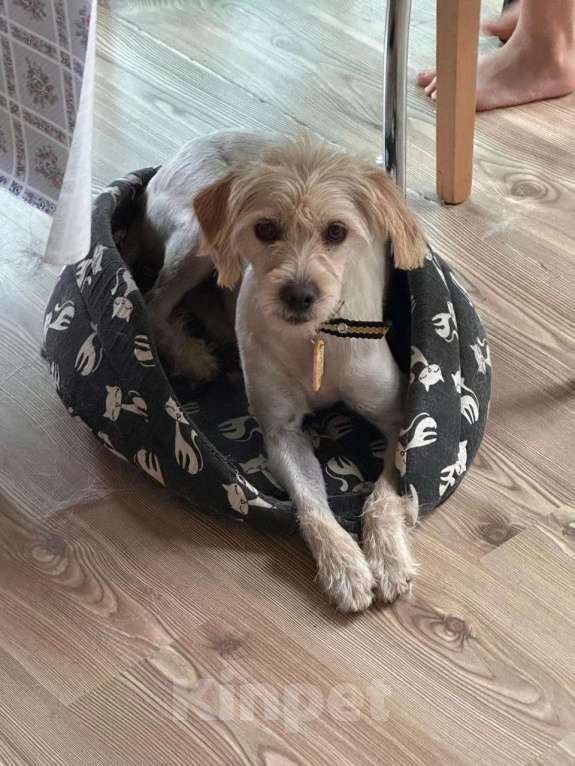 Собаки в Санкт-Петербурге: Очень красивая маленькая собачка Девочка, Бесплатно - фото 9