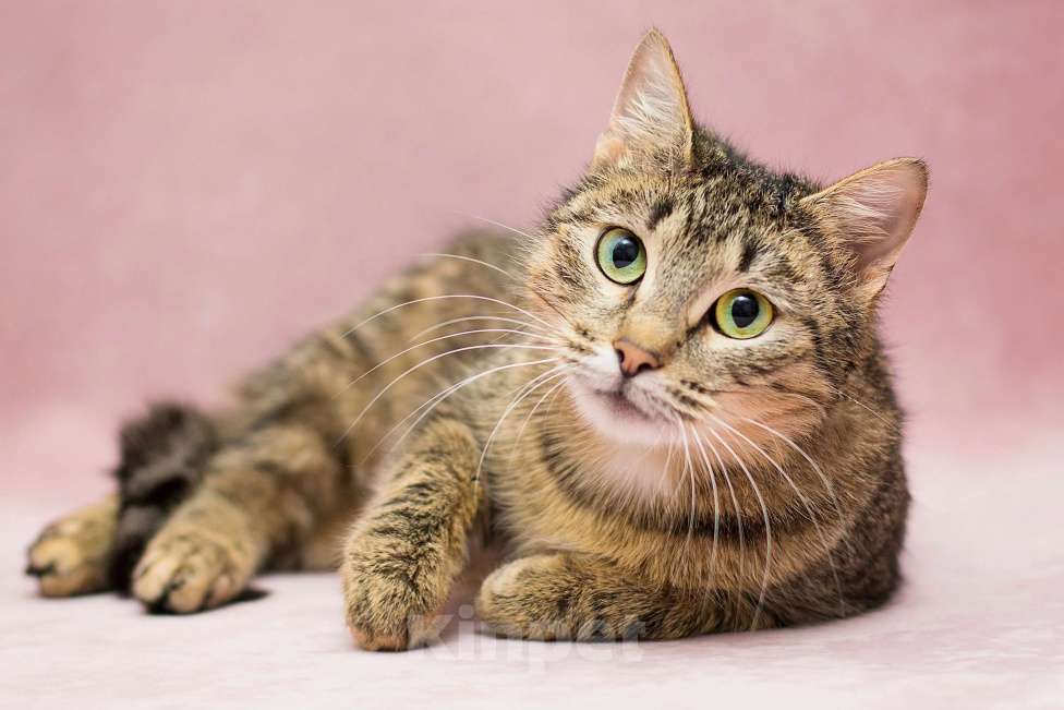 Кошки в Москве: Прима ищет дом Девочка, Бесплатно - фото 1