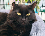Кошки в Москве: Котопес Елисей ищет дом Мальчик, Бесплатно - фото 6