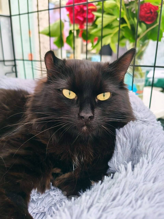 Кошки в Москве: Котопес Елисей ищет дом Мальчик, Бесплатно - фото 6